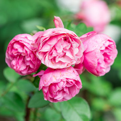 
Pink roses on a branch in the garden
