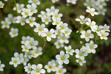Flowers of saxifrage grow in spring
