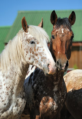 Portrait of a two unusual horses