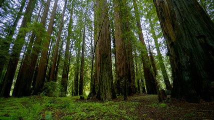 Beautiful nature at Redwood Forest