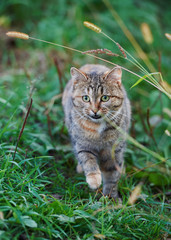 Portrait of a tabby cat - 335752181