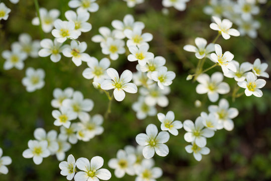 Flowers Of Saxifrage Grow In Spring
