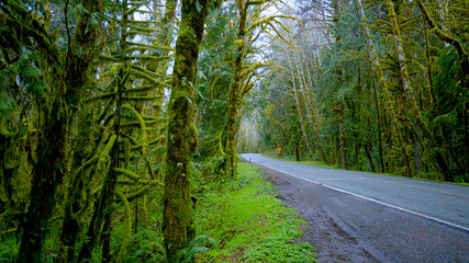 Hoh Road in the Hoh rain forest at Olympic National Park