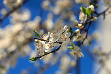 White flowers in spring garden