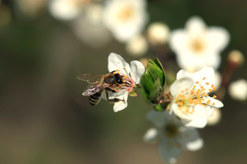 White flowers in spring garden