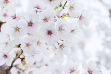 spring cherry blossoms, white flowers, trees, background
