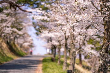 Fototapeta premium 羊山公園みはらしの丘の桜
