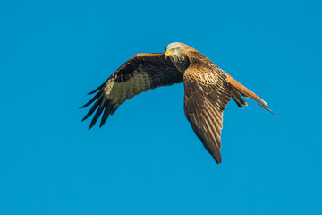 red kite in flight with blue sky in the background