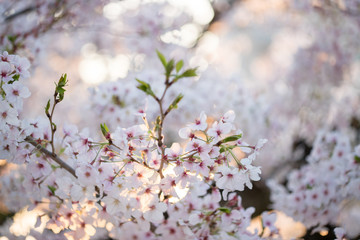 満開の桜の花と綺麗な夕日