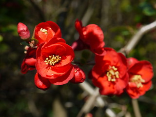 Die Blüten der Zierquitte