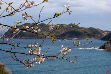 散りかけの桜越しの海と半島