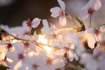 満開の桜の花と綺麗な夕日