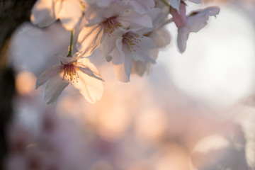 満開の桜の花と綺麗な夕日