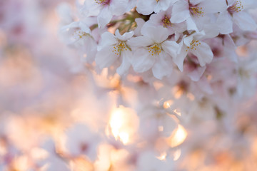満開の桜の花と綺麗な夕日