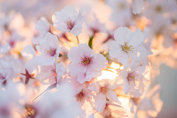 満開の桜の花と綺麗な夕日