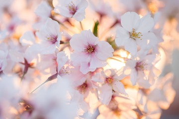 満開の桜の花と綺麗な夕日