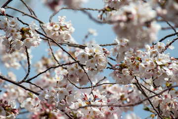 晴れの日の桜の花