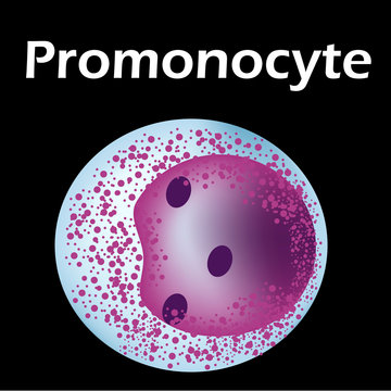 The structure of the monocyte. Monocytes blood cell. macrophage. White blood cell immunity. Leukocyte. Infographics. Vector illustration on isolated background.