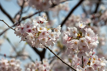 晴れの日の桜の花