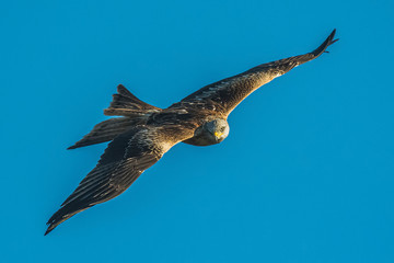red kite in flight with blue sky in the background