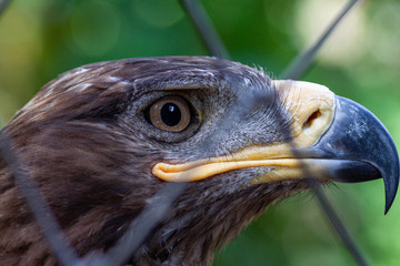 Golden Eagle in captivity