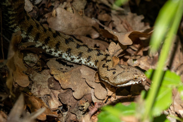 Asp viper, Vipera aspis in nature. Detail of the eyes and nose of a viper