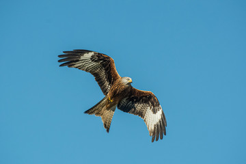 red kite in flight with blue sky in the background