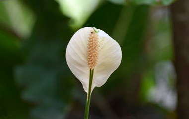 
White flowers on a natural background