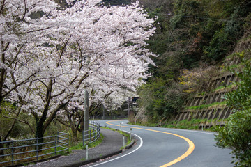 cherry road in spring