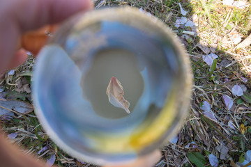 透明な水晶ガラスボールに映る満開の桜の花
