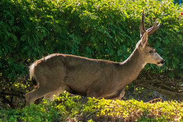 Deer