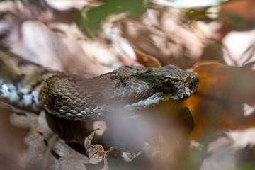 Asp viper, Vipera aspis in nature. Detail of the eyes and nose of a viper