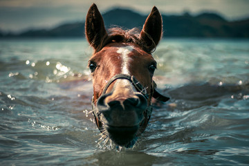 A horse cools off in the coastal waters of New Zealand.