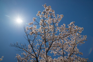公園の満開の桜の木と青空