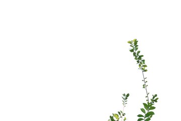 Tropical plant leaves with branches on white isolated background for green foliage backdrop 