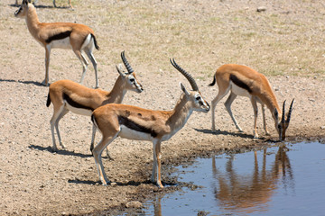 Thomson Gazelle