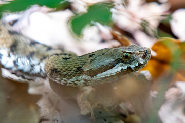 Asp viper, Vipera aspis in nature. Detail of the eyes and nose of a viper