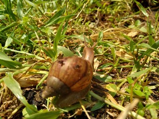Snails (Bekicot, Achatina fulica, African giant snail, Archachatina marginata) in with natural background