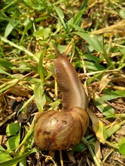 Snails (Bekicot, Achatina fulica, African giant snail, Archachatina marginata) in with natural background