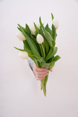 Hand of the woman is holding bouquet of tulips inserted through a hole in torn white paper. Copy space.