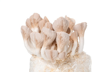 Pleurotus eryngii known as king trumpet mushroom, French horn mushroom, king oyster mushroom  on white