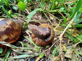 Snails (Bekicot, Achatina fulica, African giant snail, Archachatina marginata) in with natural background