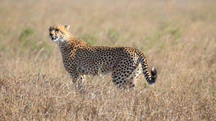 Gepard