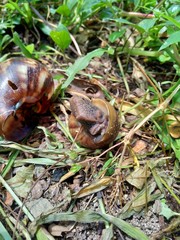 Snails (Bekicot, Achatina fulica, African giant snail, Archachatina marginata) in with natural background