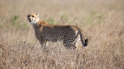 Gepard © Andreas Edelmann