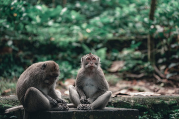 Naklejka na ściany i meble Monkeys on the territory Monkey Forest - a temple complex in Ubud among the tropical jungle.