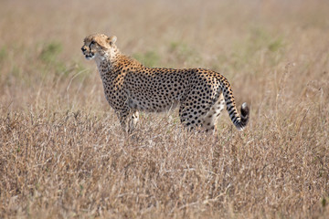 Gepard © Andreas Edelmann