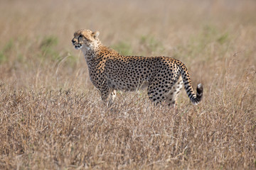 Gepard © Andreas Edelmann