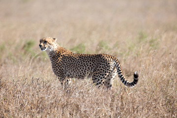 Gepard
