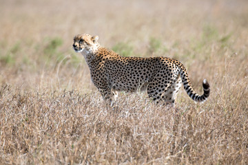 Gepard